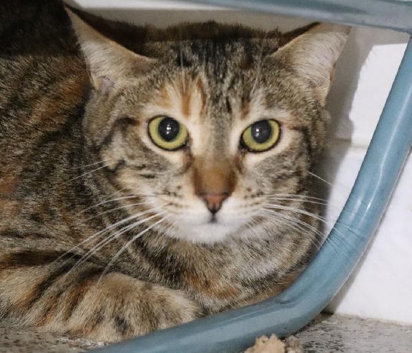 Luna, gattina tigrata (metà 2024) Foto 2